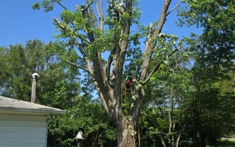 Tree Pruning (9)