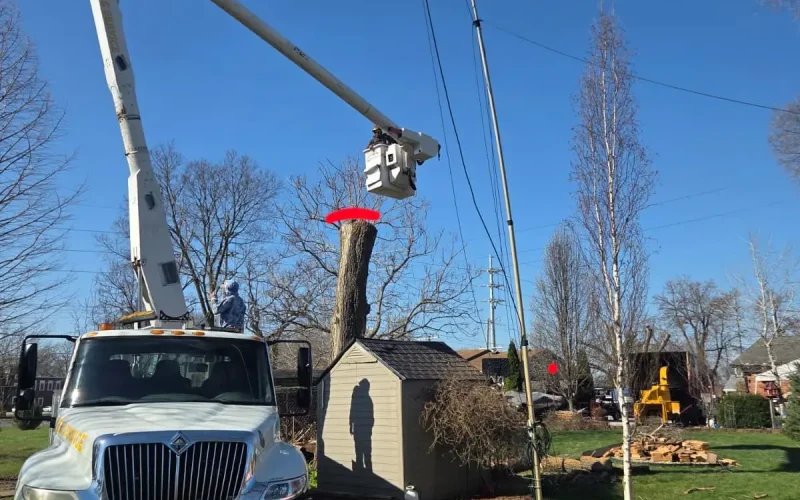 Tree Removal and Trimming (20)
