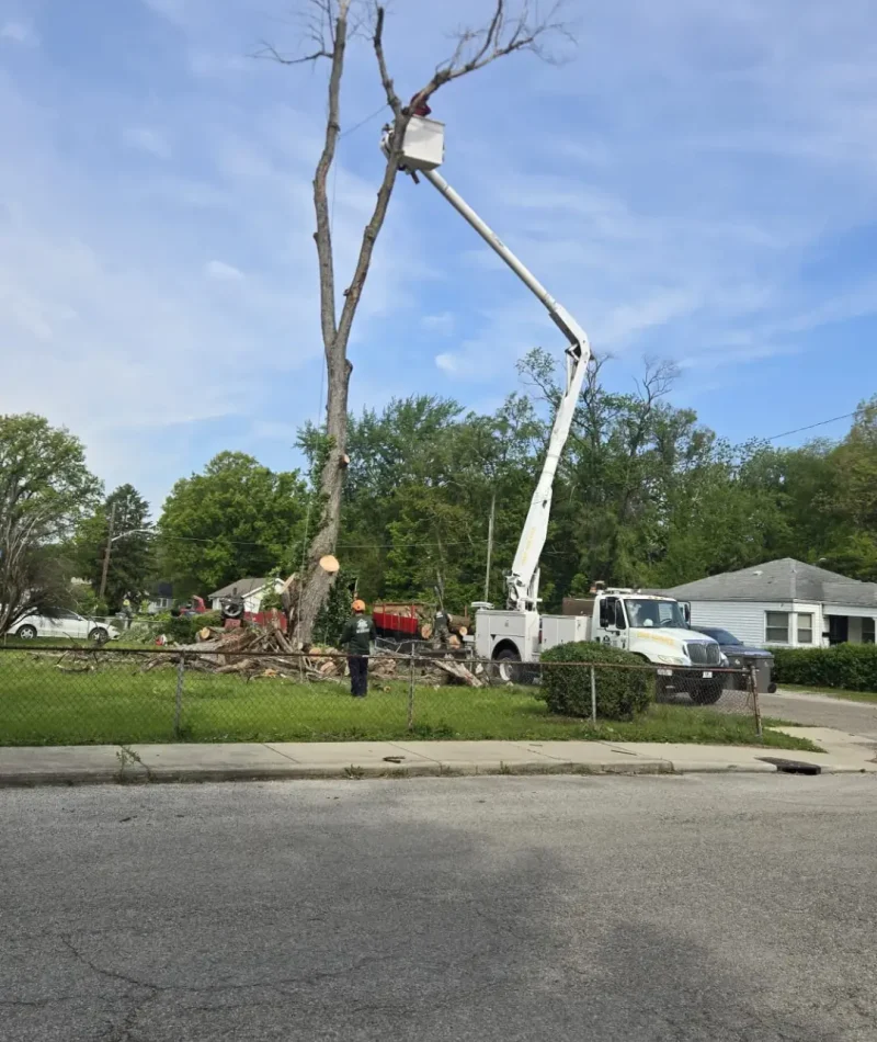 Tree Removal and Trimming (8)